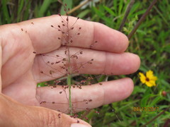 Dichanthelium scoparium