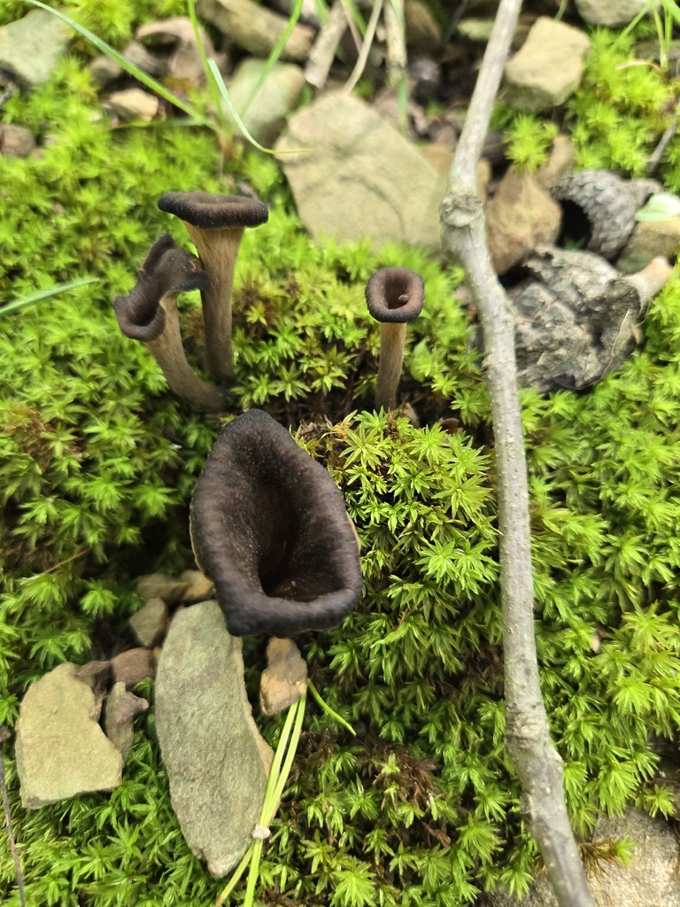 Eastern Black Trumpet · August 2026 · photo: Photo: (c) Mary Grim, some rights reserved (CC BY) · iNaturalist