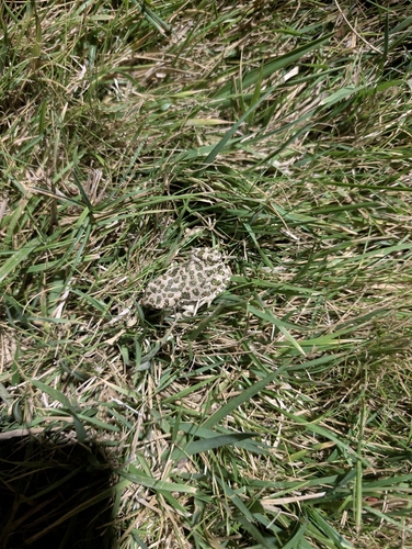 Green Toad
