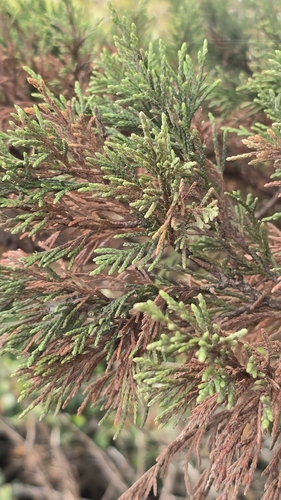 Cupressus sempervirens, photograph 6