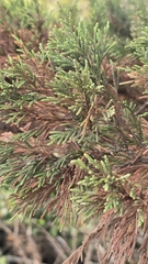 Cupressus sempervirens, photograph author not stated, no rights reserved