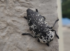 Capnodis cariosa