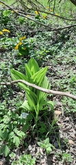 Veratrum album