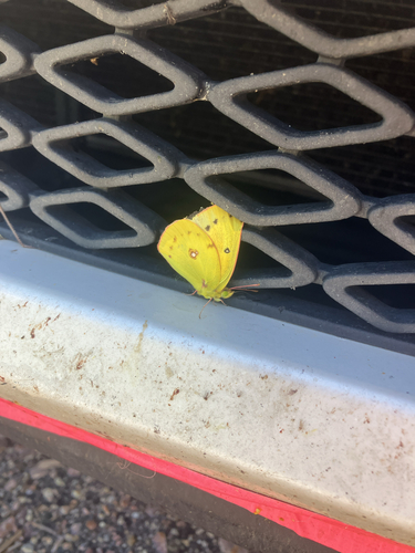 Orange Sulphur