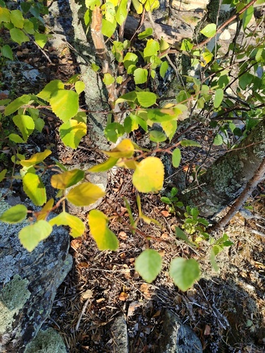Downy Birch