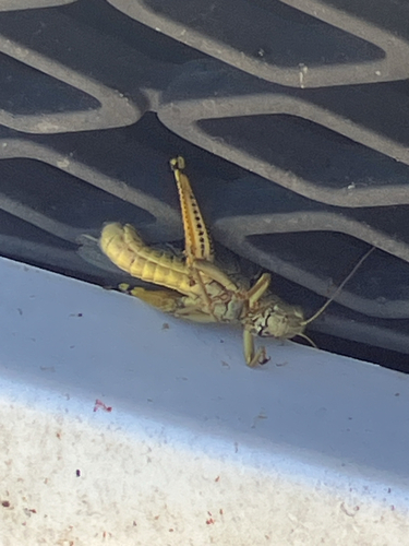 Differential Grasshopper