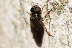 Cheilosia flavipes