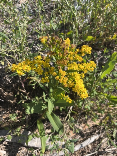 northern seaside goldenrod