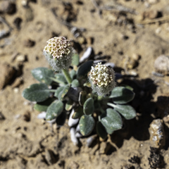 Chamaechaenactis scaposa