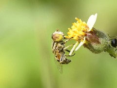 Eristalinus megacephalus