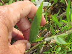 Dichanthelium scoparium