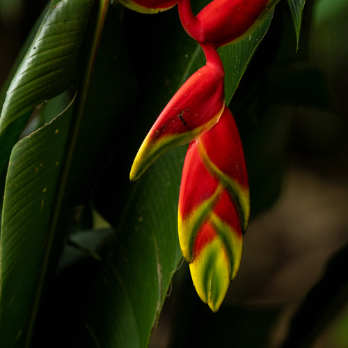 Heliconia rostrata