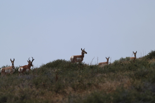 Pronghorn