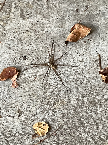 White-banded Fishing Spider