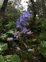 Hyacinthoides