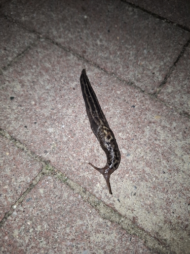 Leopard Slug