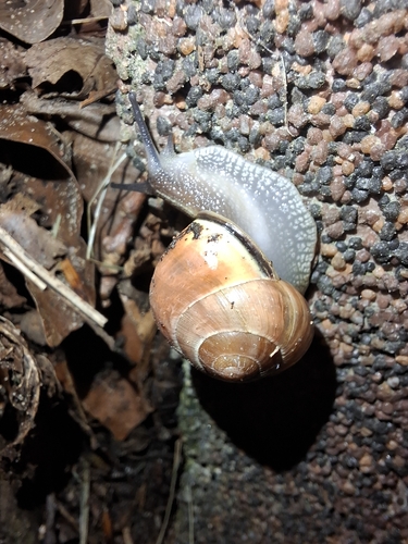 Brown-lipped Snail