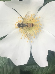 Episyrphus balteatus