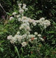 Hymenopappus artemisiifolius