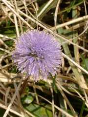 Globularia