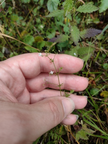 Galium uliginosum, photograph 2
