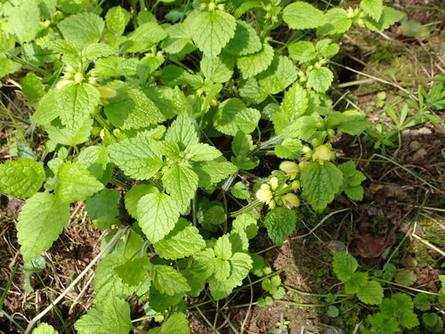 Geltonžiedis šalmutis