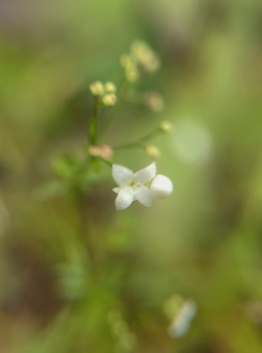 Galium uliginosum, photograph 3