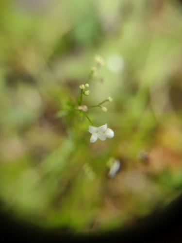 Galium uliginosum, photograph 4