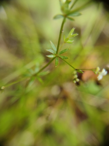 Galium uliginosum, photograph 5