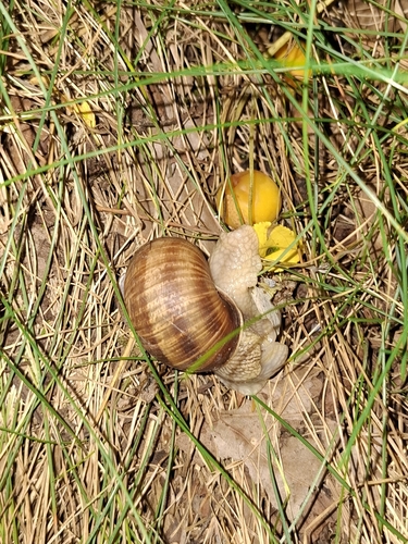 Roman Snail