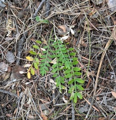 Polemonium pulcherrimum, photograph (c) machaut2, some rights reserved (CC BY)
