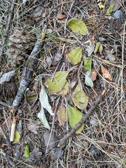 Antennaria racemosa
