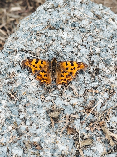 European Comma