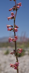 Penstemon bicolor roseus