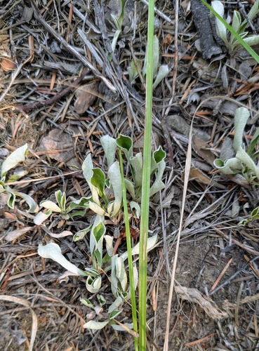 Antennaria howellii