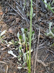 Antennaria howellii