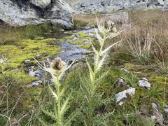 Cirsium spinosissimum, photograph (c) Katrin Simon, some rights reserved (CC BY)