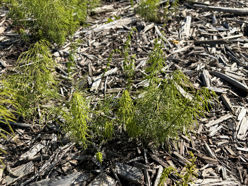 wood horsetail