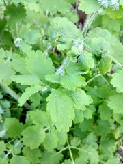Chelidonium majus