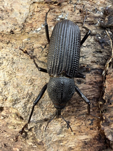 African Bottlebrush Weevil