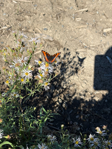 Milbert's Tortoiseshell