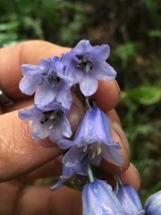 Hyacinthoides