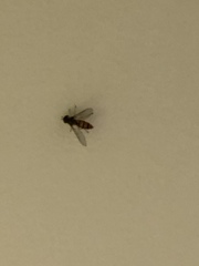 Episyrphus balteatus