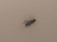 Episyrphus balteatus