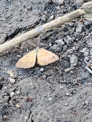 Common Heath