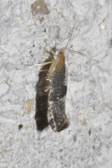 Argyresthia spinosella