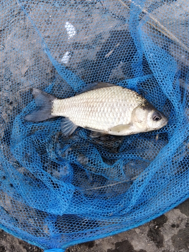 Prussian Carp