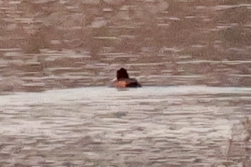 iNaturalist image