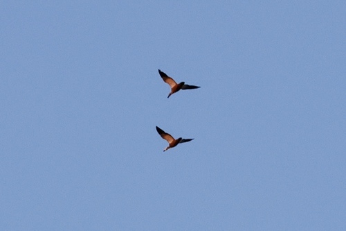 iNaturalist: (c) MFC, some rights reserved (CC BY-NC), uploaded by MFC iNaturalist image