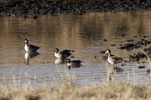 iNaturalist image